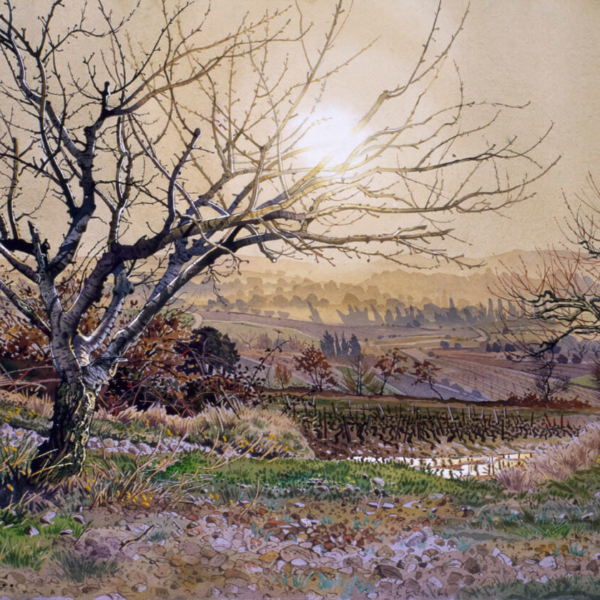 Cerisier-à-contre-jour