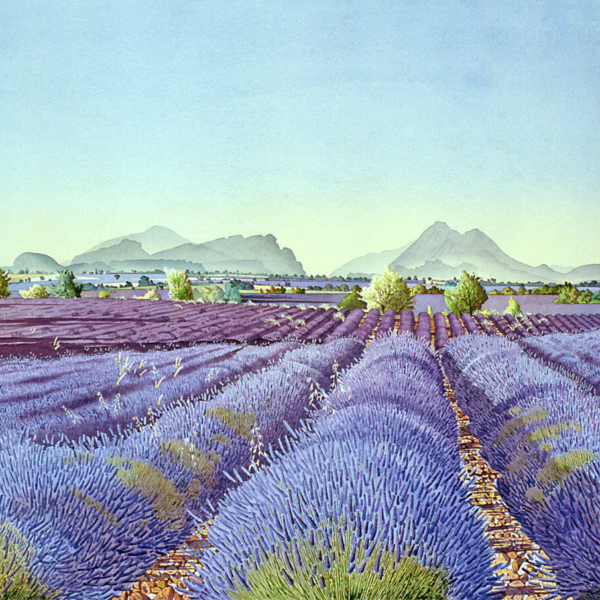 Lavandes-à-Valensole